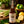 Seasonal Release: Lemongrass & Lime Kombucha